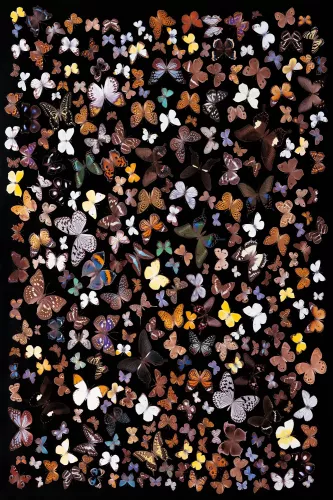 Studio shot of butterfly 